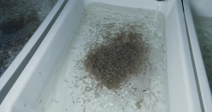 Tilapia egg incubation and fry larvae rearing trays with water circulation system in a commercial fish hatchery.