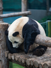 closeup of a giant panda resting on woods © Muren