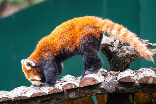 closeup of a red panda playing around
