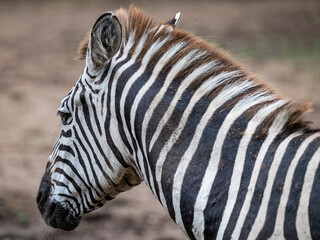 close up of a zebra © Muren