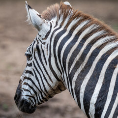 close up of a zebra © Muren