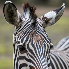 close up of a zebra © Muren