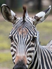 close up of a zebra © Muren