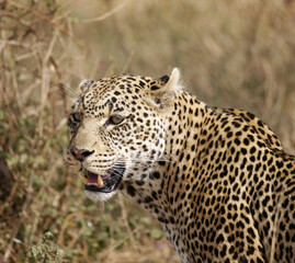 Leopard  © Karl