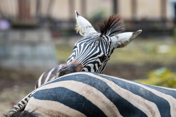 close up of a zebra © Muren