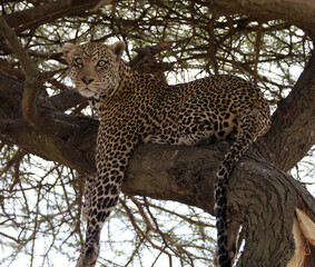 Leopard in a tree © Karl