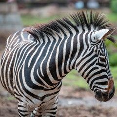 close up of a zebra © Muren