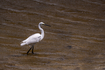 Obraz premium A great white heron on the water, part 8