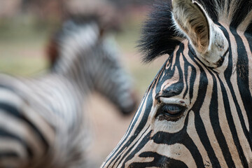 close up of a zebra © Muren