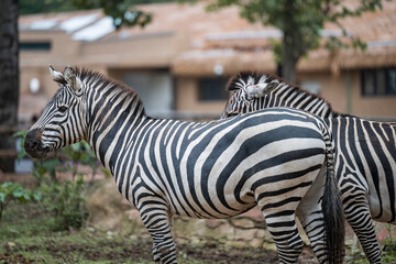close up of a zebra © Muren