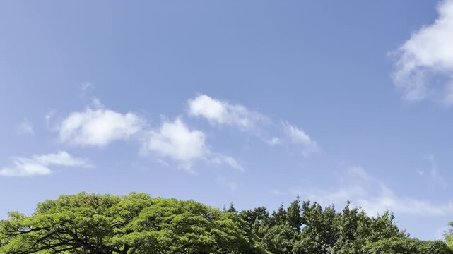 Cumulus generally refers to the puffy, white, cotton-like clouds with flat bases and rounded tops often seen on sunny days. in Waikiki, Honolulu, Oahu, Hawaii.