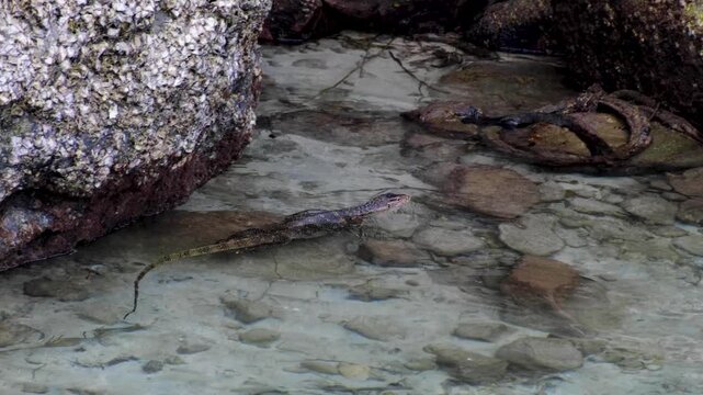 Asian water monitor lizard reptile Varanus salvator swimming in shallow ocean water along rocky coastline on Pulau Weh in Aceh, Indonesia