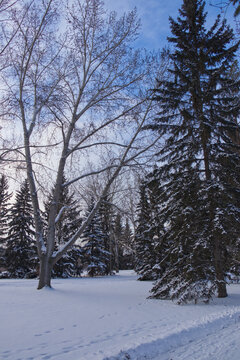 Winter scenery at Gold Bar Park