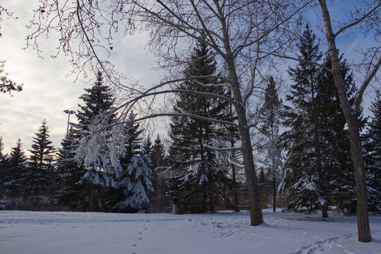 Winter scenery at Gold Bar Park