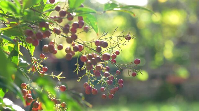 Clusters of small red berries dangle from a slender green branch, swaying softly among leaves in a sunny garden with a blurry green background, a calm nature scene for seasonal and organic themes.