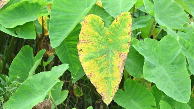 Diseased green elephant ear leaf or colocasia with brown spots. Elephant Ear leaf shows distinct signs of distress and disease. Indicating a possible fungal or bacterial infection. 