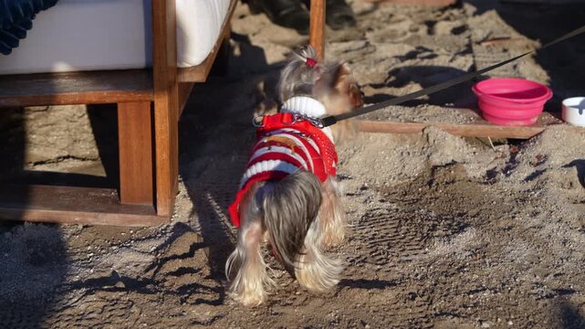 A Yorkshire terrier dog in a red and white striped sweater with a strawberry patch sniffs the sandy ground on a leash beside wooden beach furniture and a pink bowl.