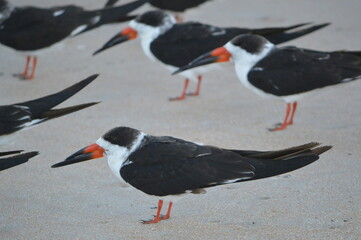 Obraz premium Florida Wildlife An Embezzlement of Skimmers