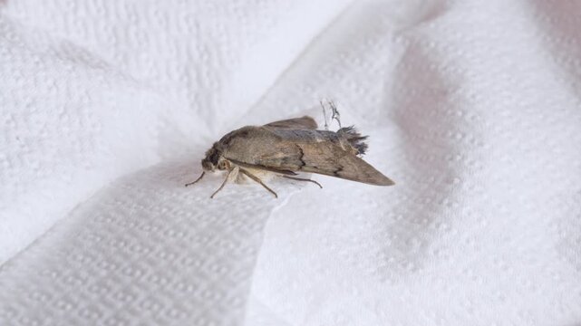 A lifeless brown hawk moth lies on a crumpled white paper towel while a human finger appears beside it, a concept of mortality and entomology research.