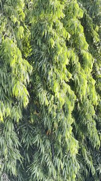Monoon longifolium, the false ashoka, also commonly known by its synonym Polyalthia longifolia, is an Asian small tree species in the family Annonaceae. Honolulu, Oahu, Hawaii.