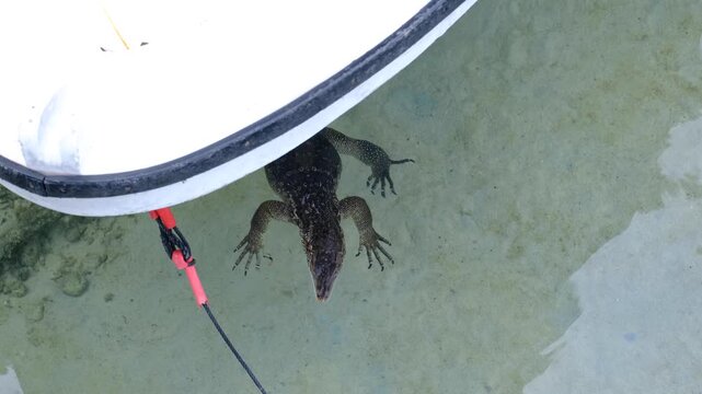 Aerial Asian water monitor lizard Varanus salvator sheltering under fishing boat in ocean water on Pulau Weh Aceh Indonesia
