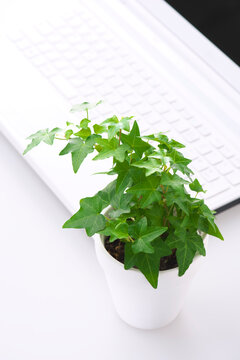 観葉植物ヘデラとノートパソコン
