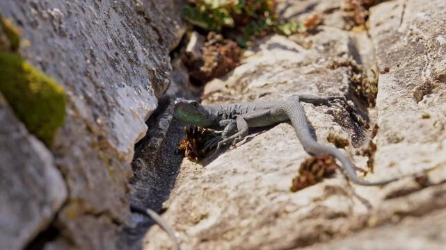 A small gray lizard with a long tail rests motionless on a rough sunlit stone ledge, its head turning slightly beside green moss and dry plants in a rocky habitat, a natural wildlife scene.