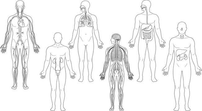 Human body anatomy systems diagram set including circulatory respiratory digestive and nervous system line art vector