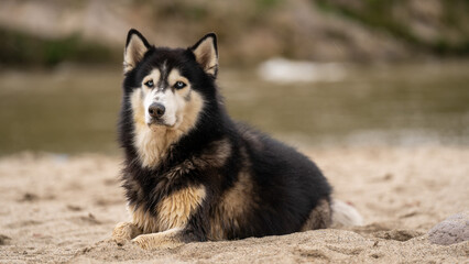 siberian husky dog © CHRIS