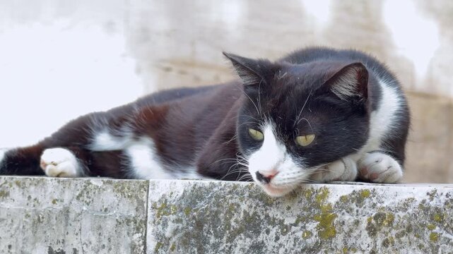 A black and white cat lies on a weathered stone wall covered in moss, its eyes slowly drifting shut, a concept of animal welfare and homeless pets in the city.