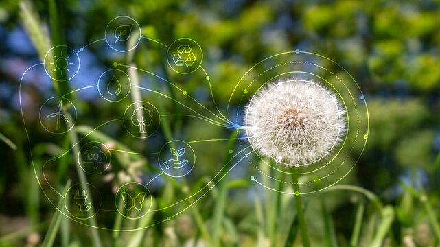 Dandelion with sustainability icons in green nature background.