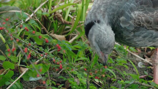Crested Screamer Feeding Among Wetland Vegetation