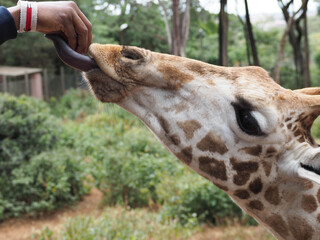 Close Up of Giraffe Feeding from Hand with Long Tongue at Giraffe Centre Nairobi Kenya © Sandy Kitten