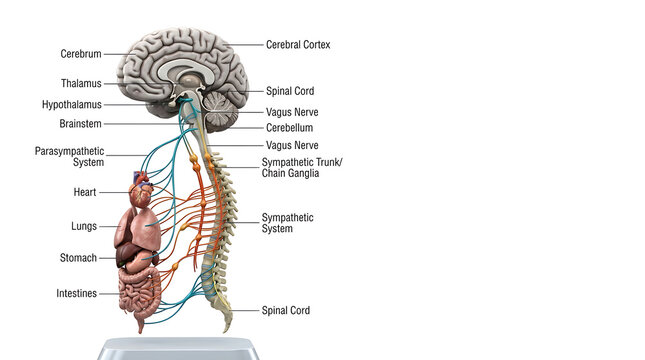 Detailed Anatomical Illustration of the Human Central and Autonomic Nervous System Showing Brain and Organs