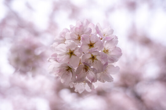 Pale pink cherry blossoms in full bloom in spring
