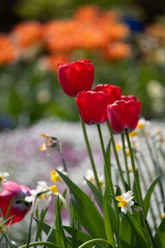 Red tulips blooming in a spring garden with soft bokeh