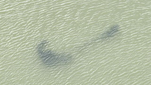  Dense schools of fish in the river. Ala Wai Canal is an artificial waterway in Honolulu, Oahu, Hawaii. northern boundary of the tourist district of Waikiki.
