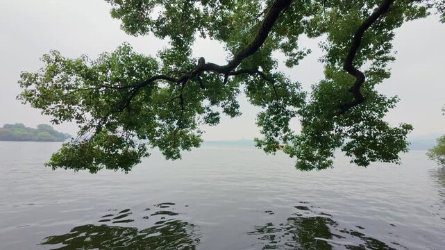 Overhanging tree branch framing tranquil West Lake, Hangzhou, China, with misty hills