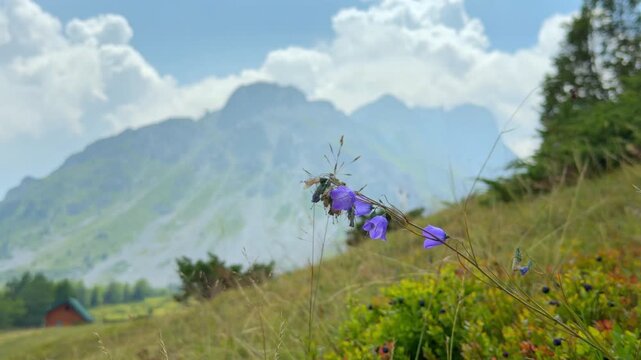 Purple harebell flowers sway on thin stems as a bee visits a bloom on a grassy mountain slope. A small wooden hut sits below a hazy peak under cloudy sky, a calm summer hiking scene.