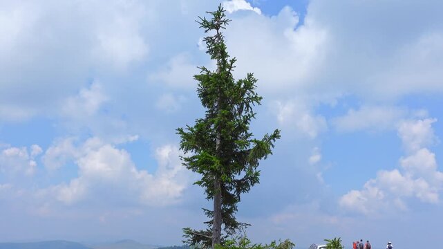 A lone tall spruce tree sways gently in the wind beneath fluffy white clouds, while tiny hikers with backpacks walk along a mountain ridge at the bottom of the scene, with distant hills on the.