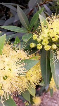 Close-up of blooming golden penda (Xanthostemon chrysanthus) flowers swarmed by stingless bees collecting nectar outdoors.