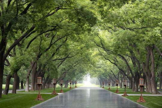 Arching green trees forming a leafy tunnel over a path in a park, Beijing, China