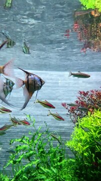 【Aquarium】Angelfish / Least rasbora / Red Tail Hemiodus 01［4K Vertical Angle Video］