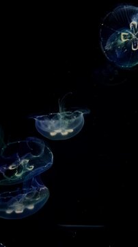【Aquarium】Moon jellyfish 2［4K Vertical Angle Video］