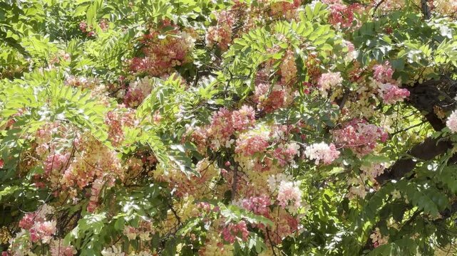 Cassia x nealiae, The rainbow shower tree is a cross between Cassia fistula and Cassia javacana. Waikiki, Honolulu, Oahu, Hawaii.

