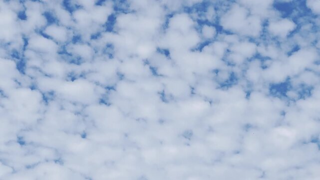 Altocumulus is a middle-altitude cloud genus that belongs mainly to the stratocumuliform physical category, characterized by globular masses or rolls in layers or patches . Honolulu, Oahu island, Hawa