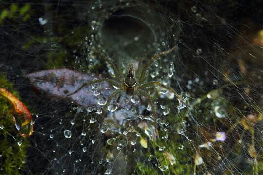 A lawn wolf spider (Hippasa holmerae) waiting for prey at the entrance of its funnel-shaped web, surrounded by dew drops.