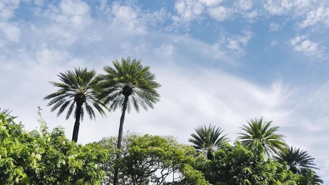 Altocumulus and cirrus clouds. Honolulu, Oahu, Hawaii. Phoenix dactylifera, commonly known as the date palm, is a flowering-plant species in the palm family Arecaceae.