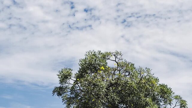 Tabebuia aurea, Caribbean trumpet tree, silver trumpet tree, and tree of gold. Honolulu, Oahu island, Hawaii.  