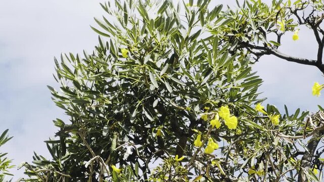 Tabebuia aurea, Caribbean trumpet tree, silver trumpet tree, and tree of gold. Honolulu, Oahu island, Hawaii.  